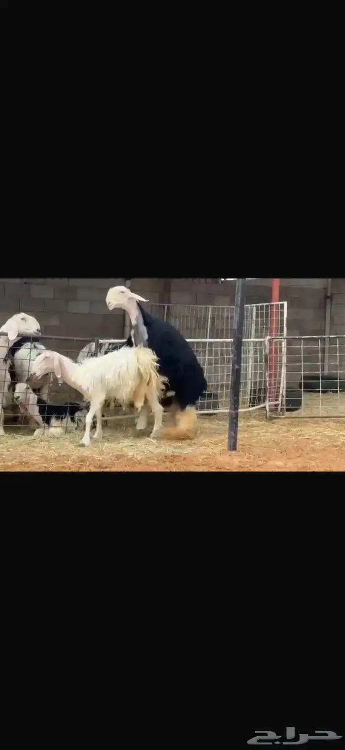 فحل مشروط النسف 3