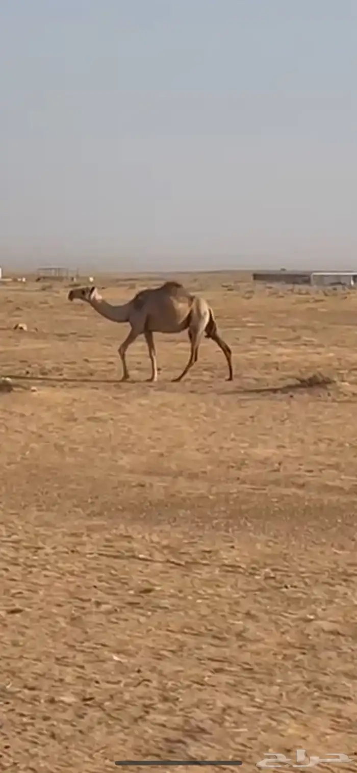 ناقه عشره تحتها بكره رمانيه 1