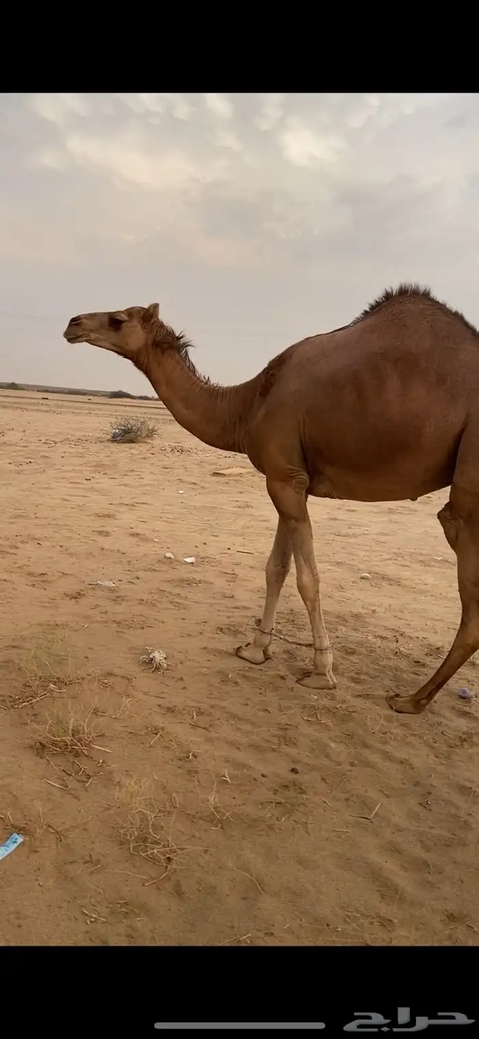 ماشاءالله تبارك الله بكره السن جذعه مشروطه من جميع العذريب 0
