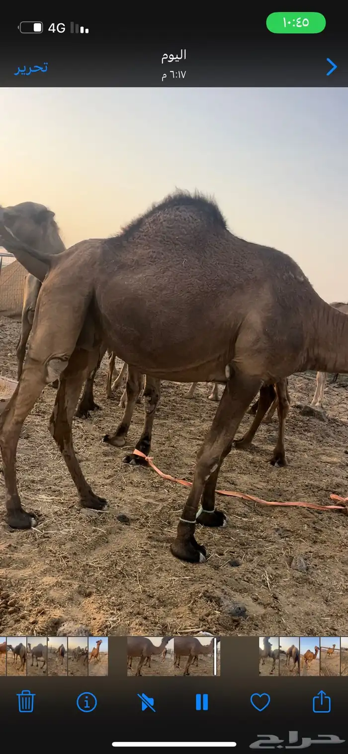 لقحه حمراء 1