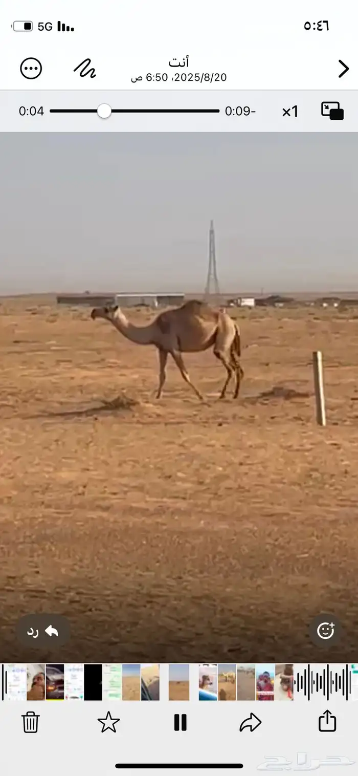 ناقه عشره تحتها بكره رمانيه 2
