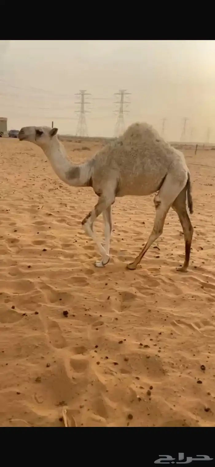 ناقه عشره تحتها بكره رمانيه 0