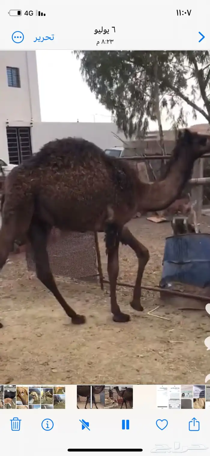 حشوان مناسبات العمر من 5 الى 6 شهور 4
