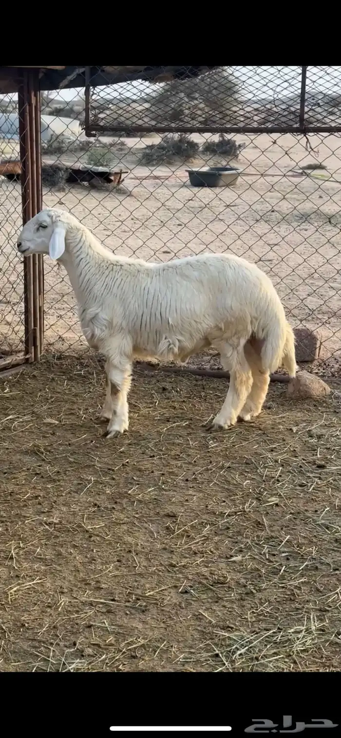 خروف من حلالي 3