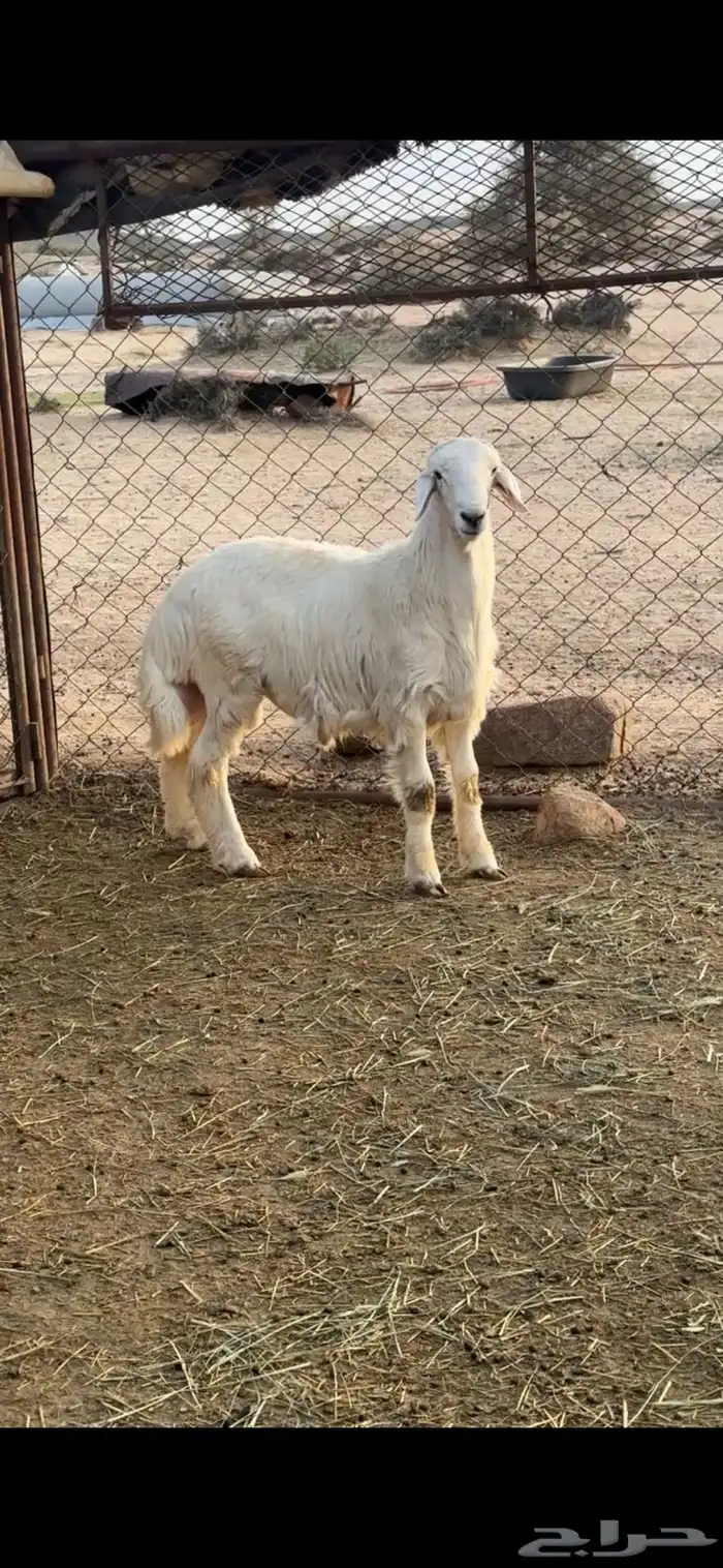 خروف من حلالي 1