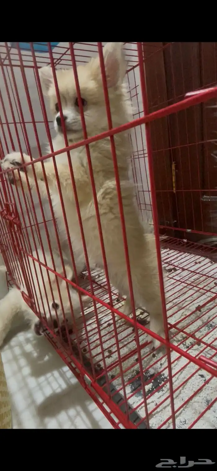 جراوي بومرنيان 8