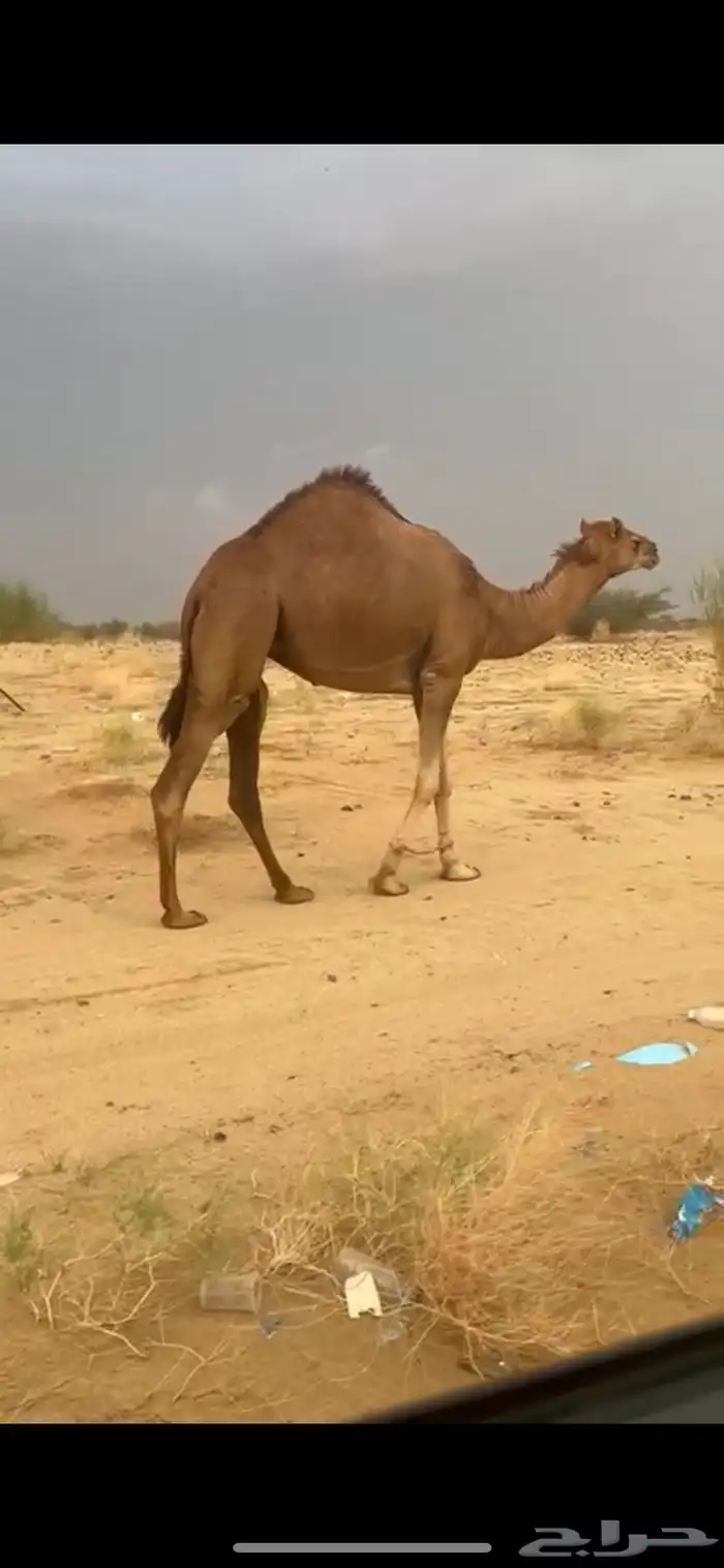 ماشاءالله تبارك الله بكره السن جذعه مشروطه من جميع العذريب 2