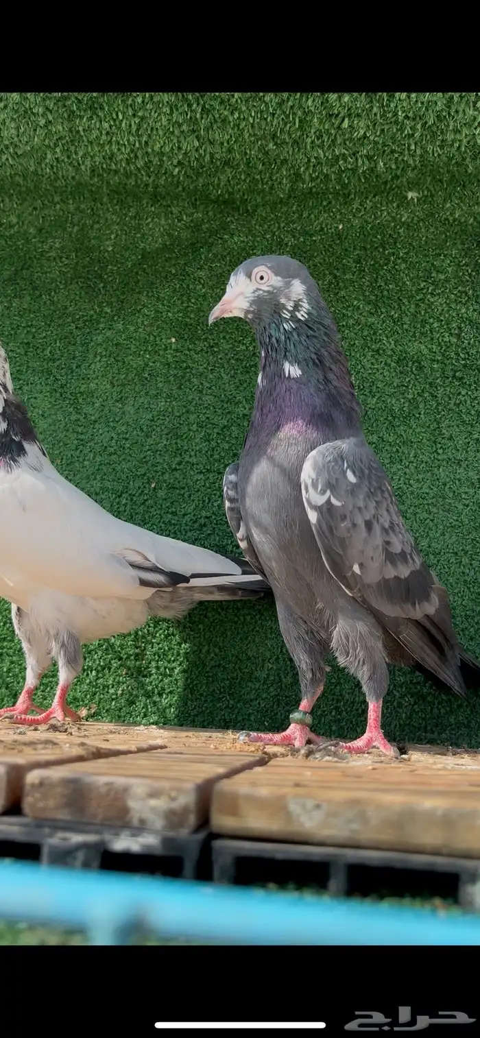 حمام باكستاني بيور 3