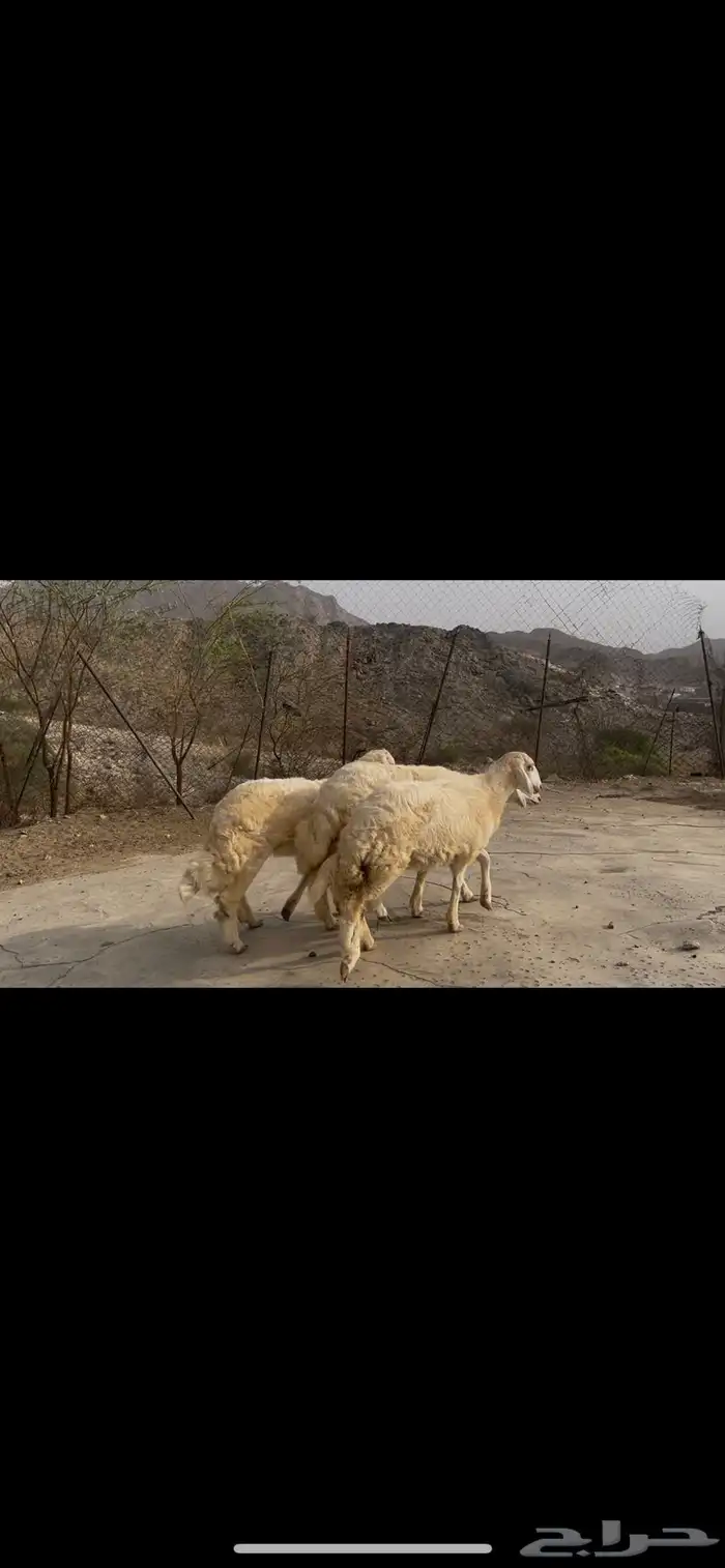رخال صنف كفو 3