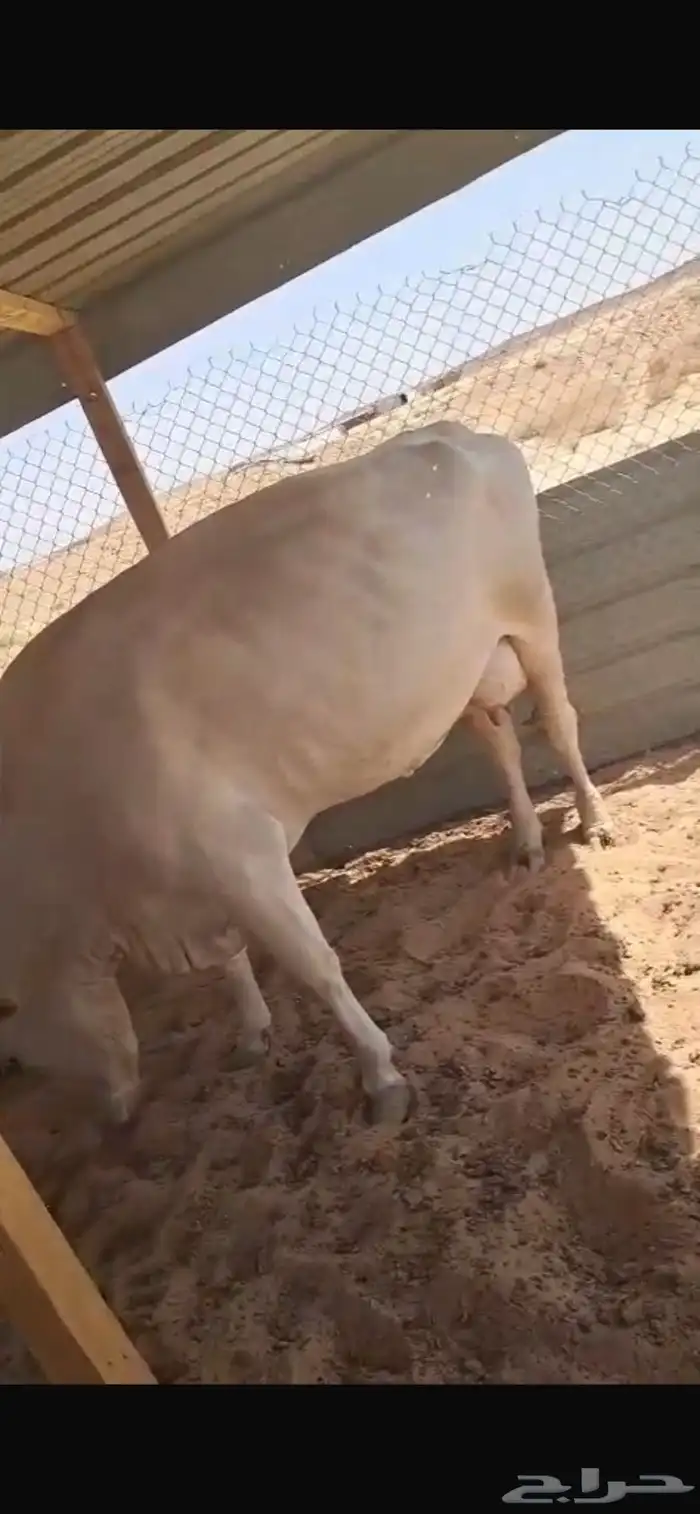بقره الامانيه ام ثاني والد قبل شهر وعجلها ميت 6