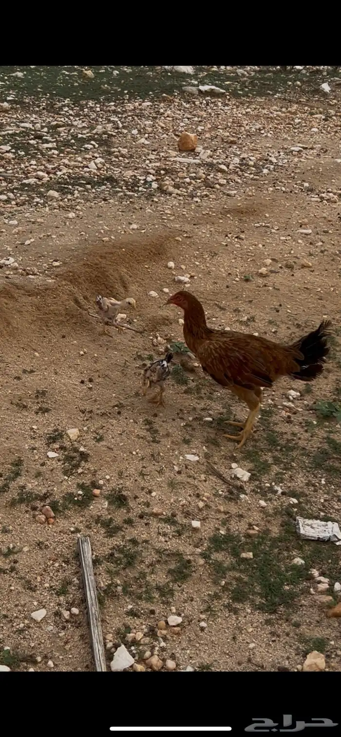 دجاج باكستاني 1