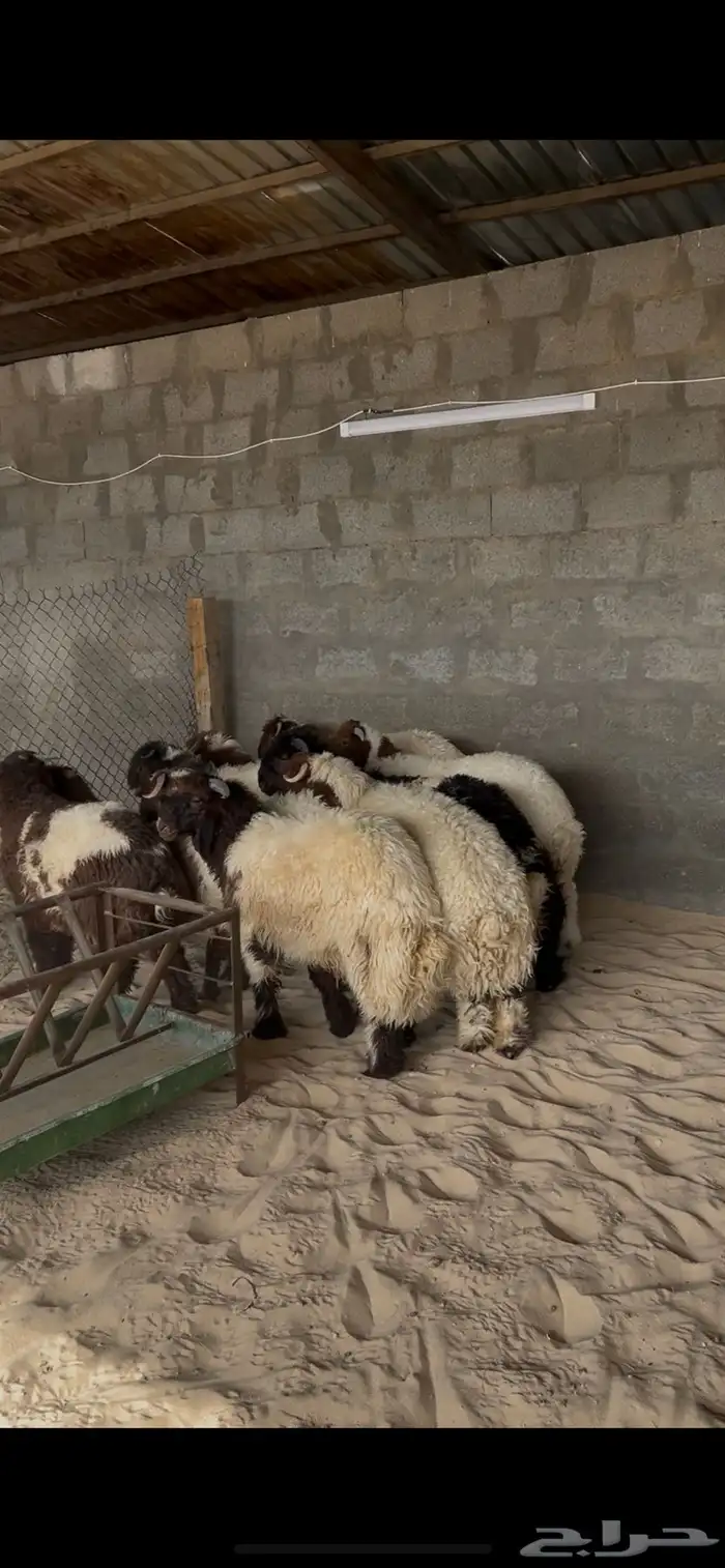 خرفان النعيم 2