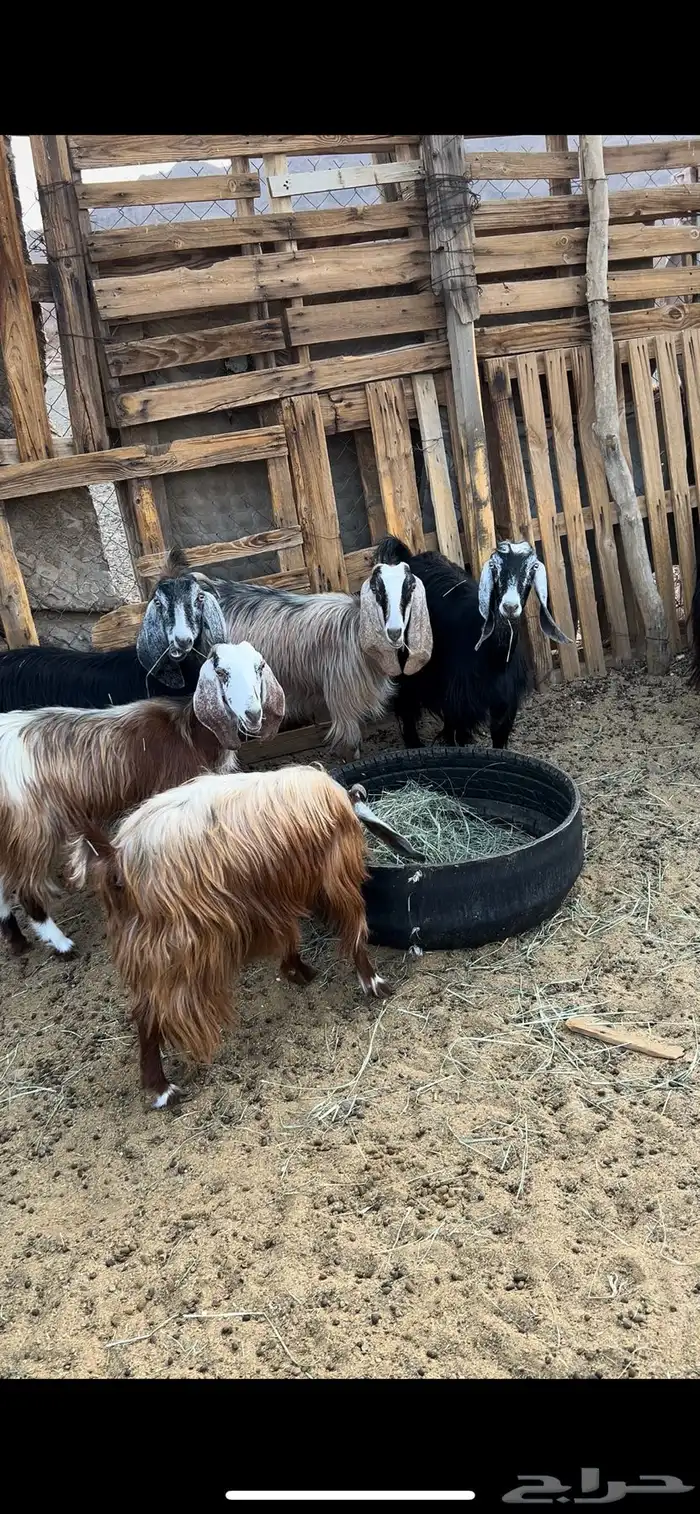 معزا عوارض وسوريات 0