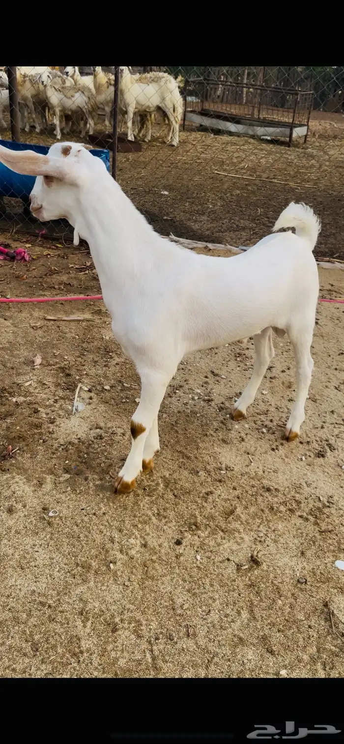 مشروع بيشي ابرص 4