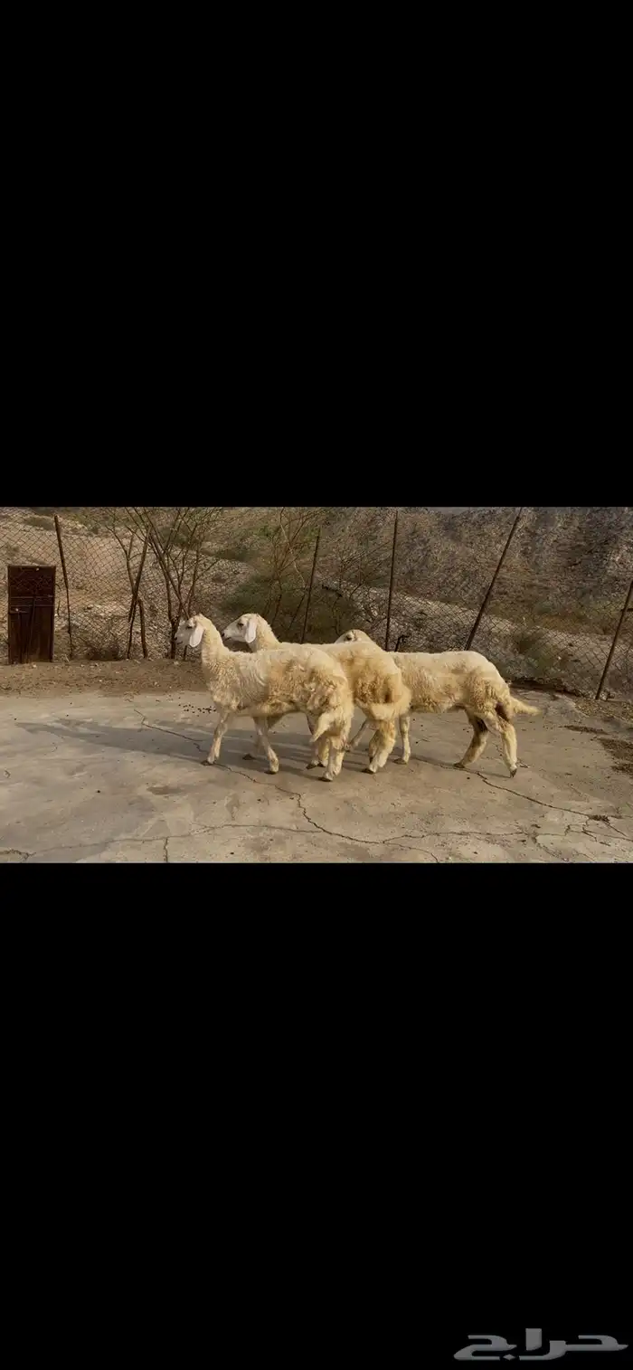 رخال صنف كفو 5