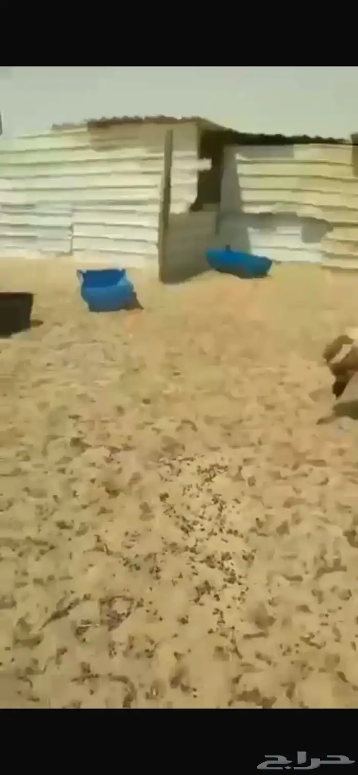 هرافي نعيم 5
