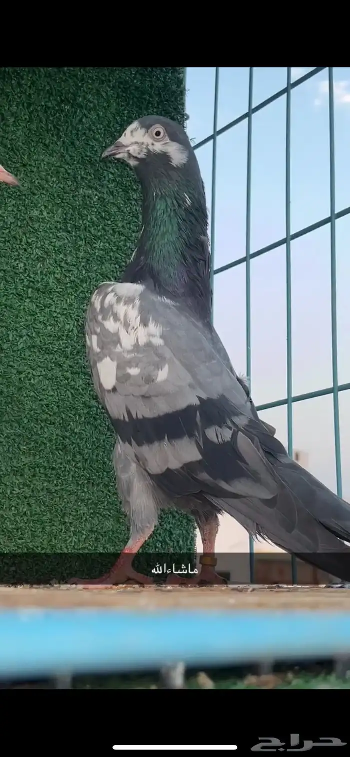 حمام باكستاني 128 0