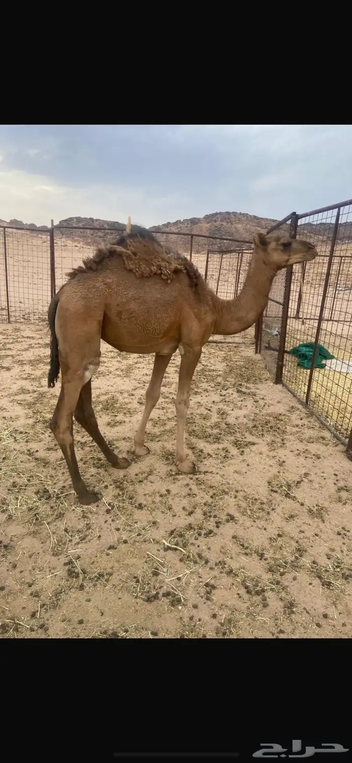 بكره حمرا طيبه بلحيل 0