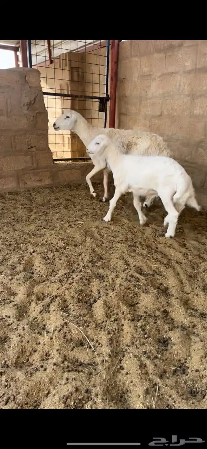 حري 0