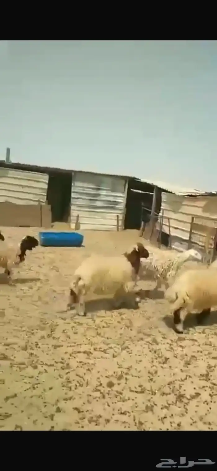 هرافي نعيم 3