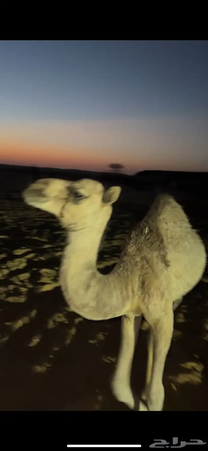 خلفه للبيع 1