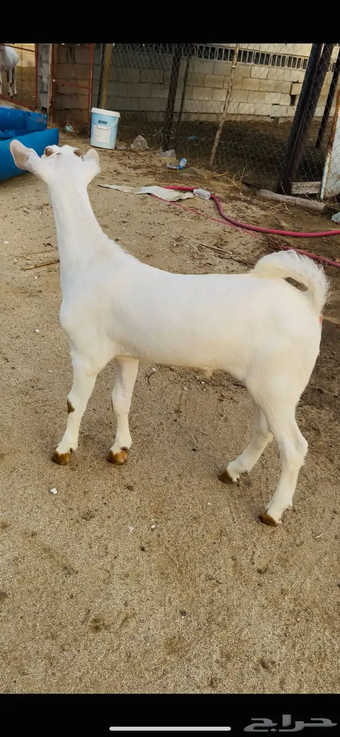 مشروع بيشي ابرص 5