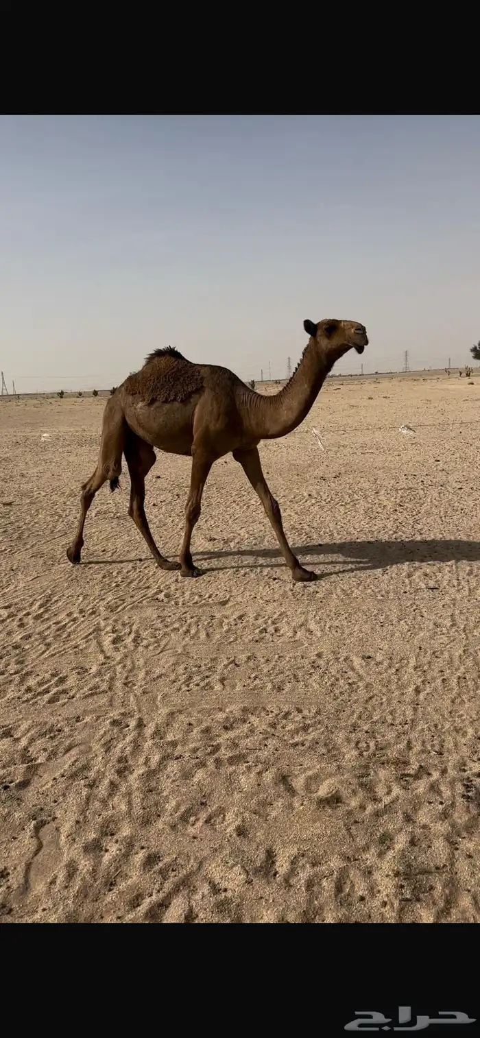بكره صفرا طيبه 0