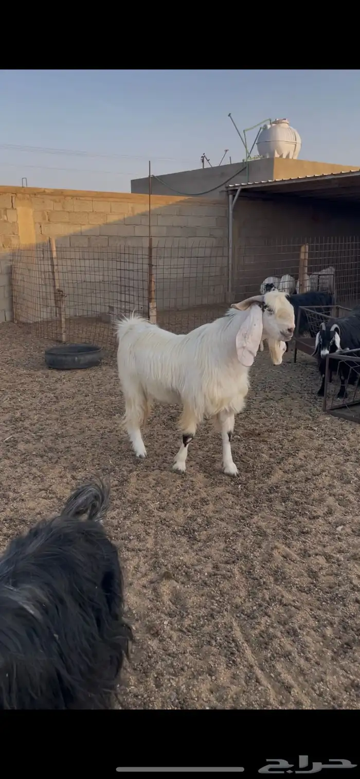 للبيع تيس 1