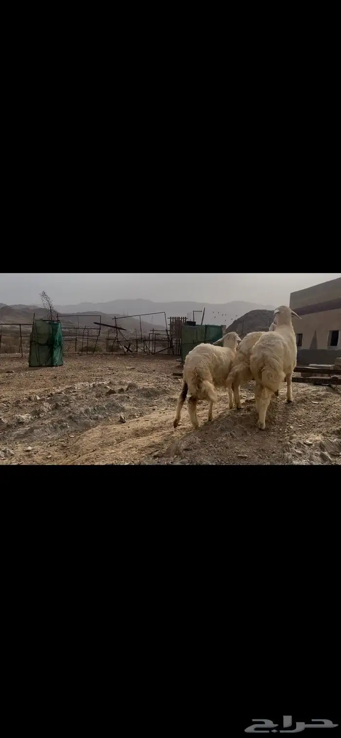 رخال صنف كفو 7