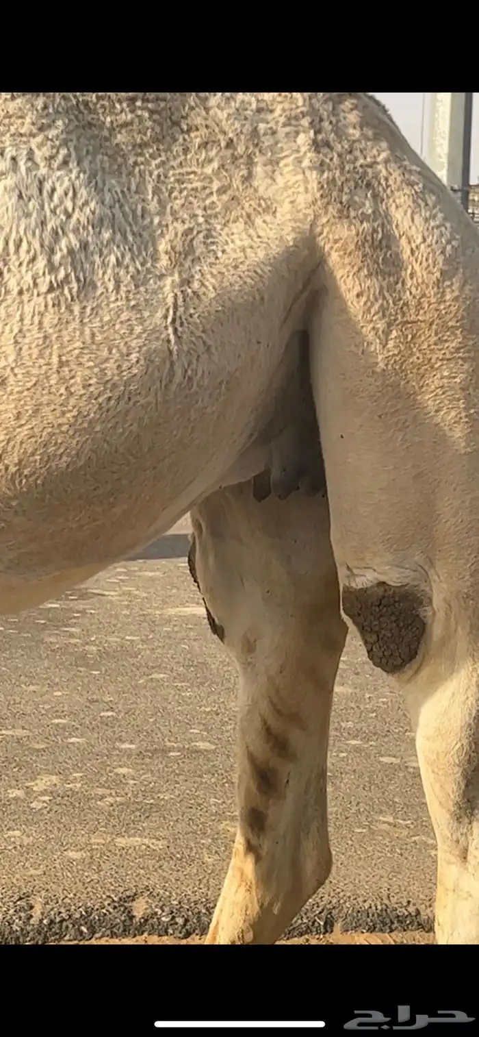 لقحه ثنو على جميع شروط 1