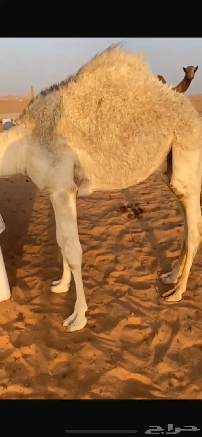 قعود شحم خمس شهور قصب اوض 2