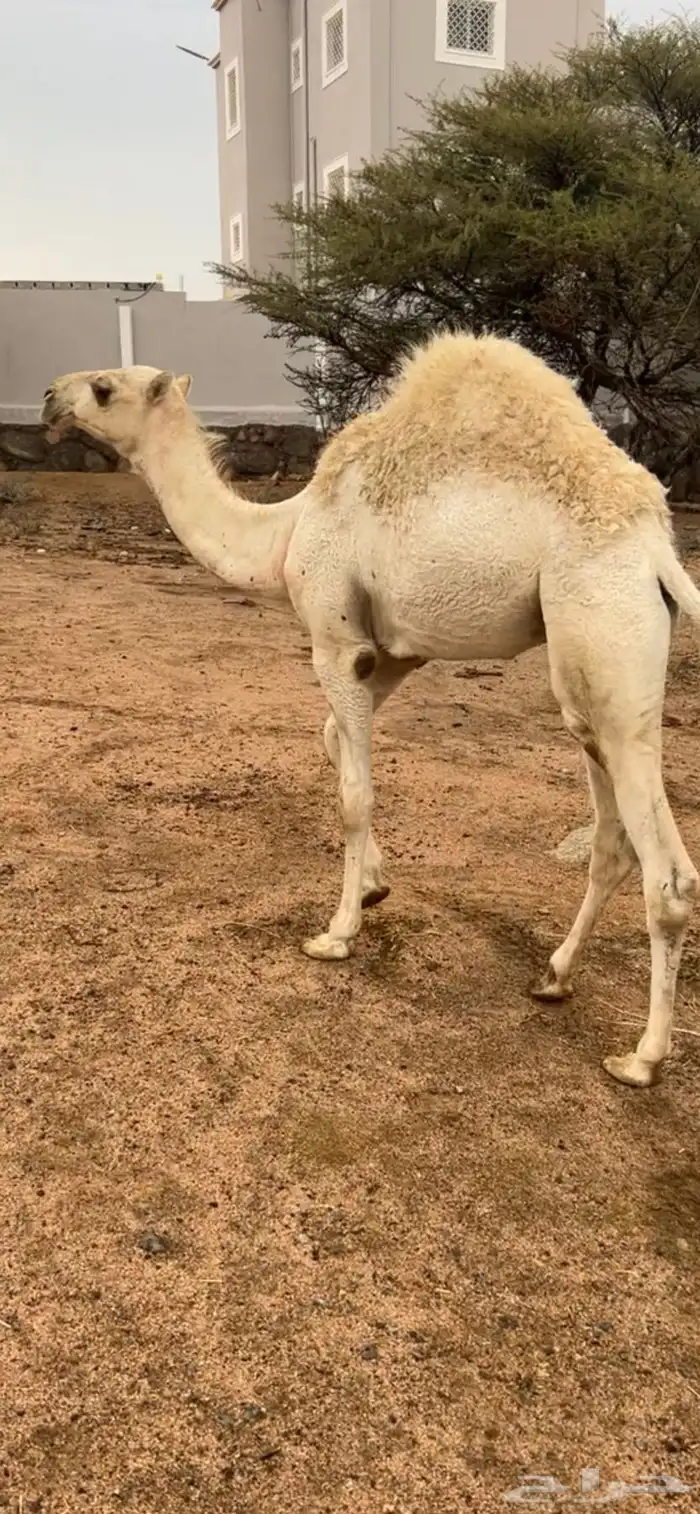 قعود 0