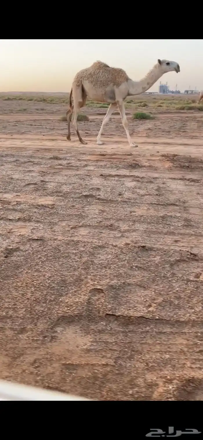 قعود كفو على ولد مرعب التويجري 2