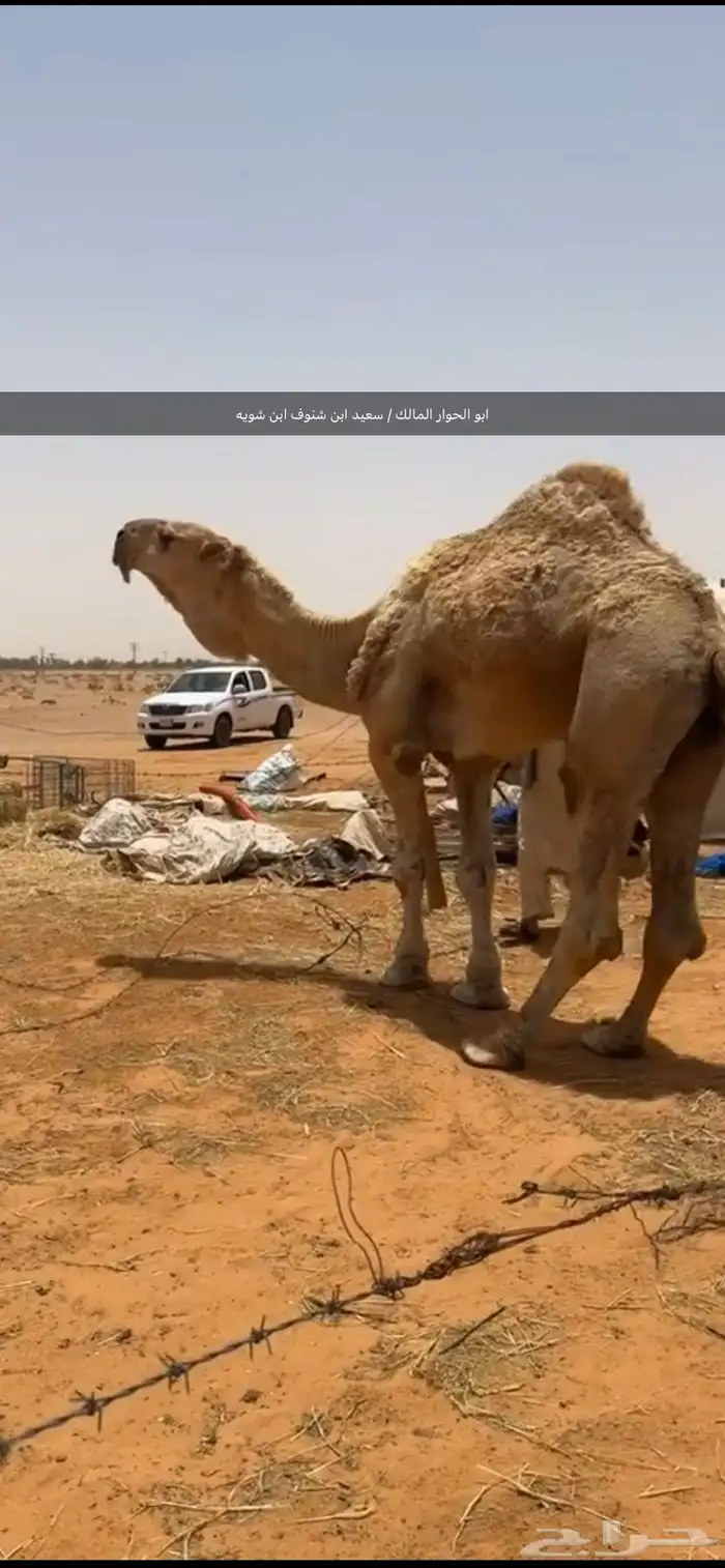 للبيع قعود حوار حيسووني ابوه بعير سعيد ابن شويه 2