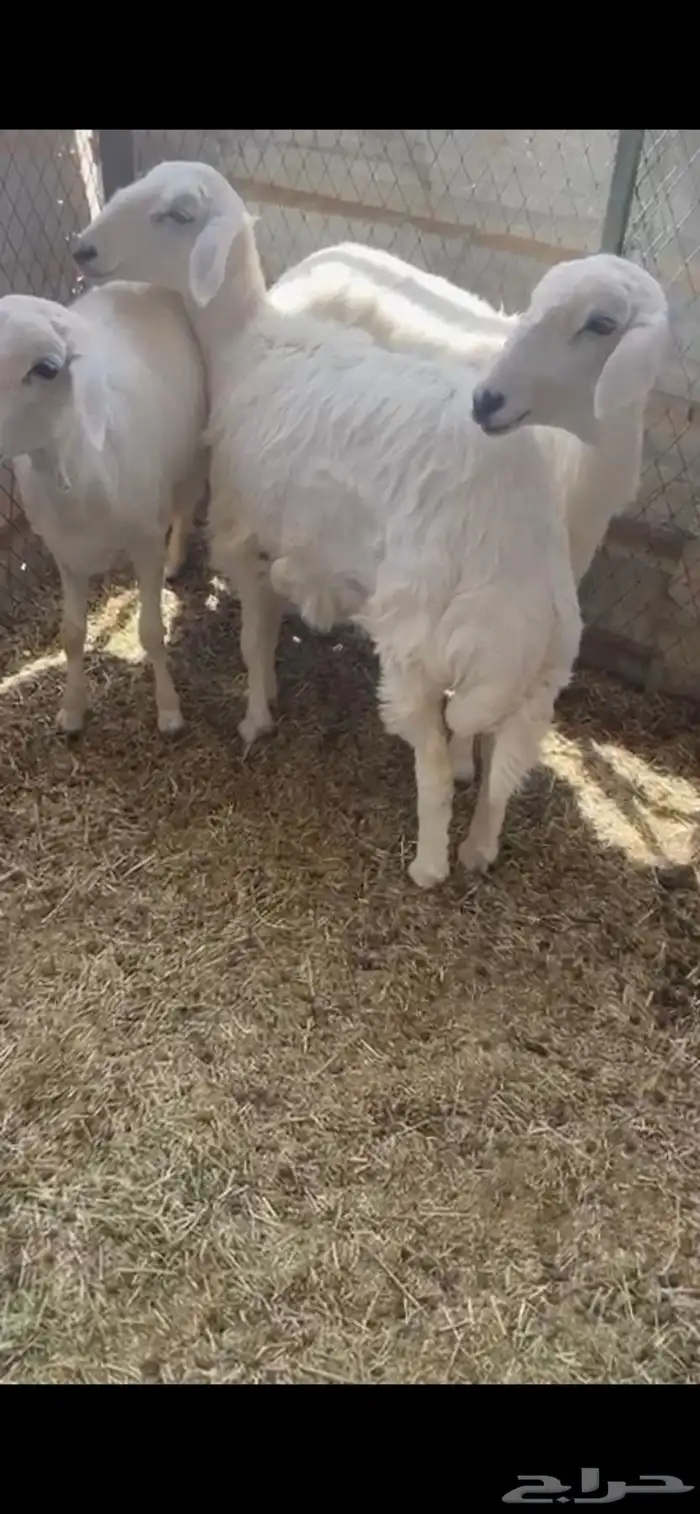 ذبايح رخال 1