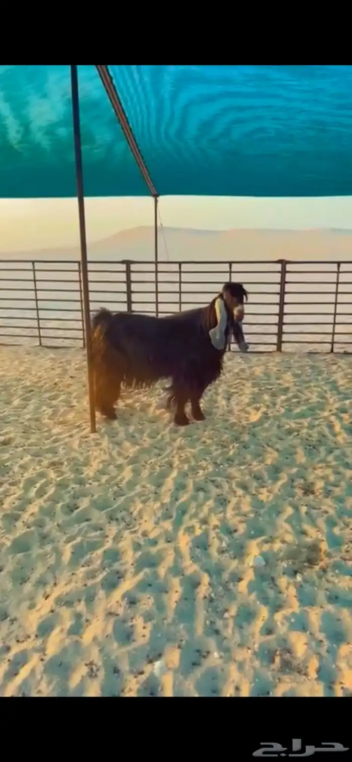 فحل عارضي طيب 0