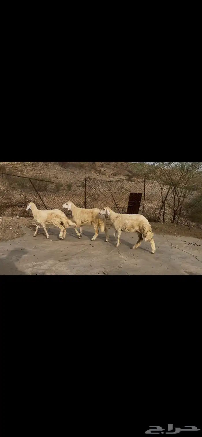 رخال صنف كفو 4