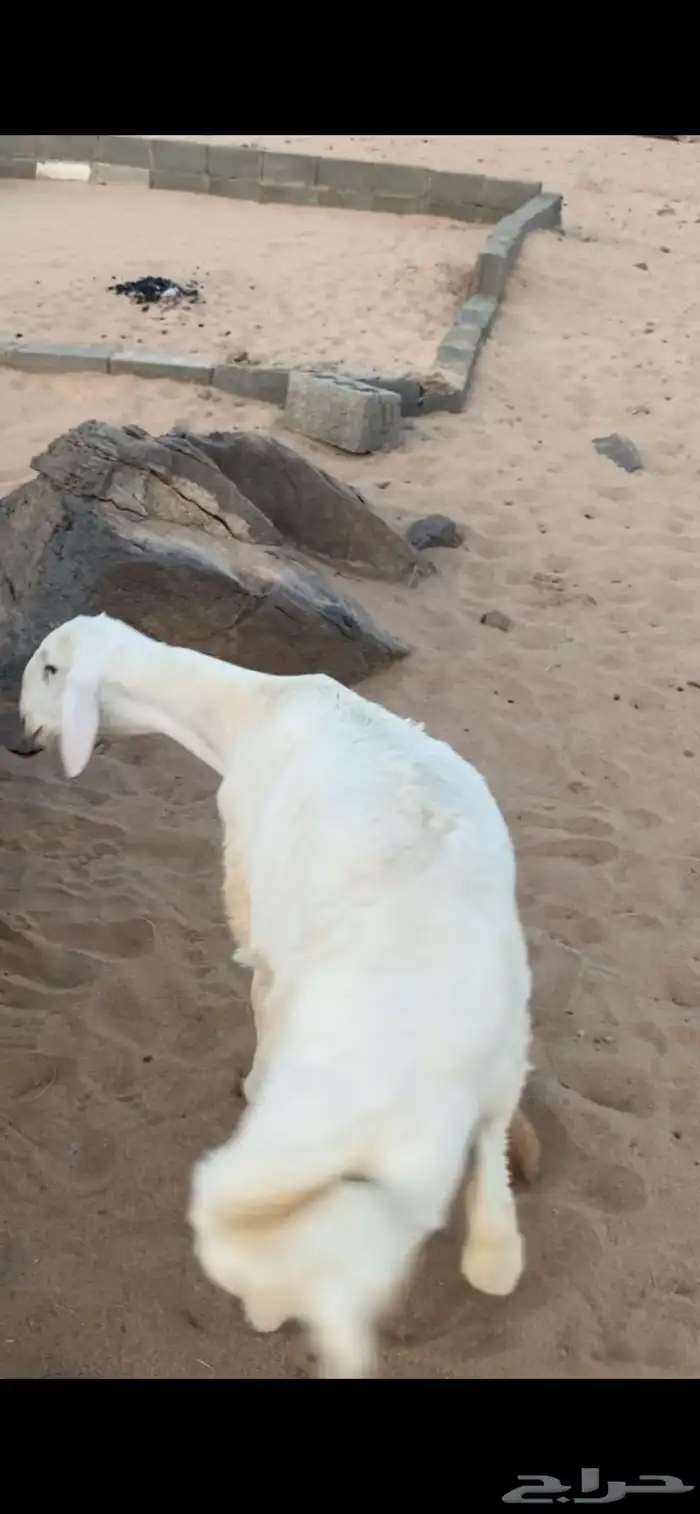 مشروع فحل 2