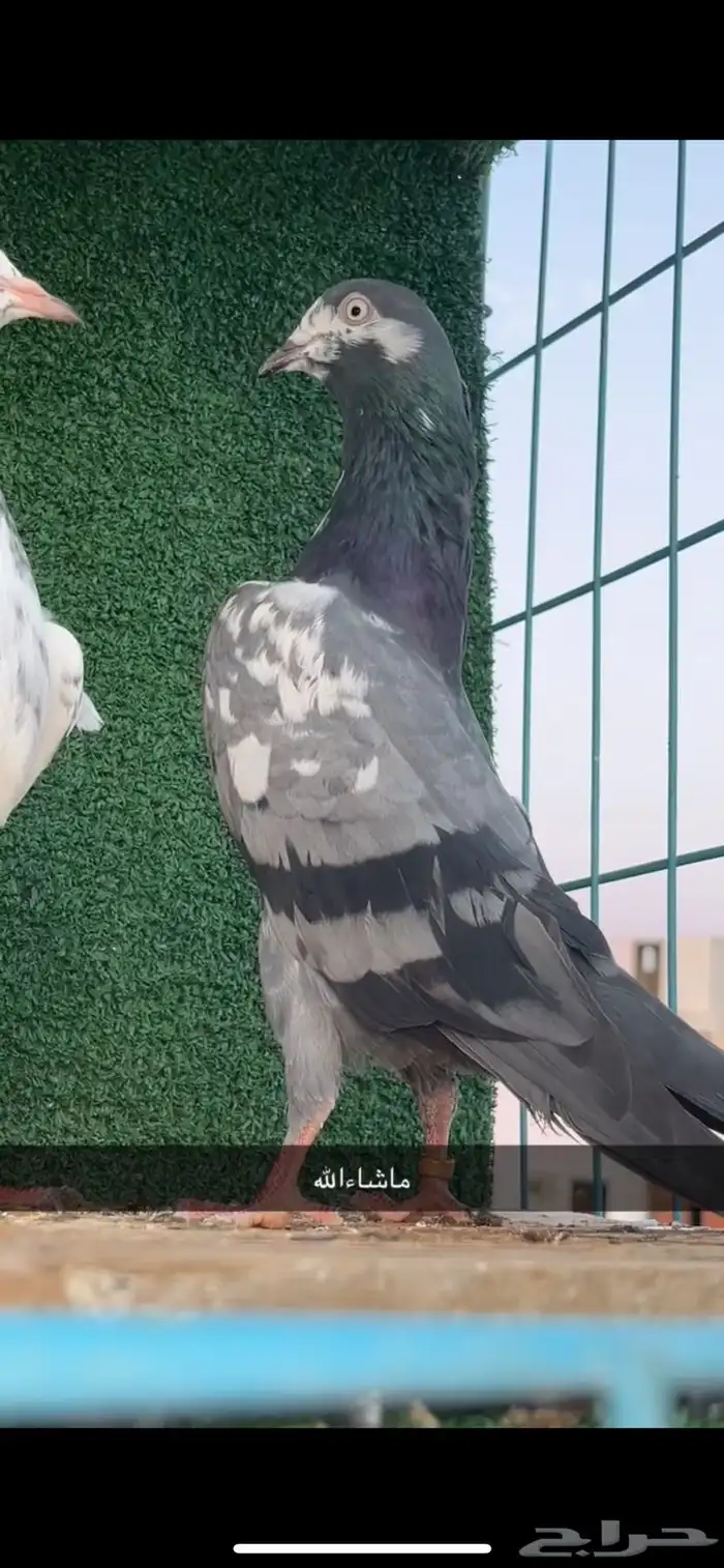 حمام باكستاني 128 1