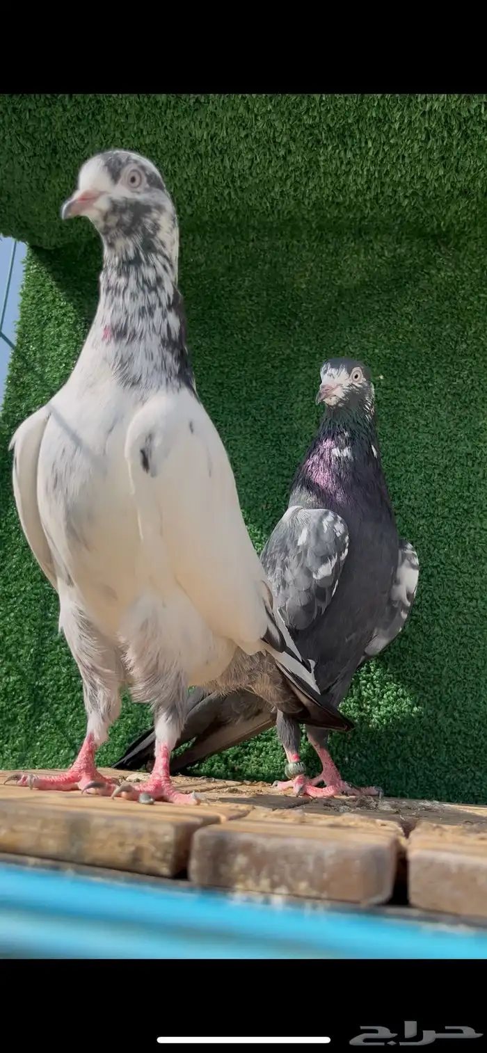 حمام باكستاني بيور 2