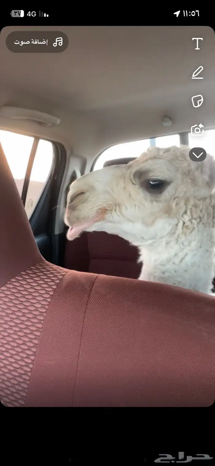 عشرا وضحا 0