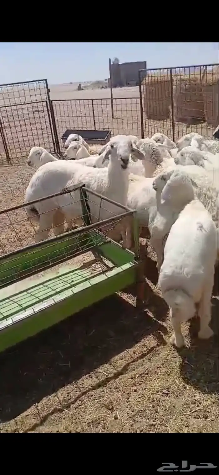 بهم حري طيب 4