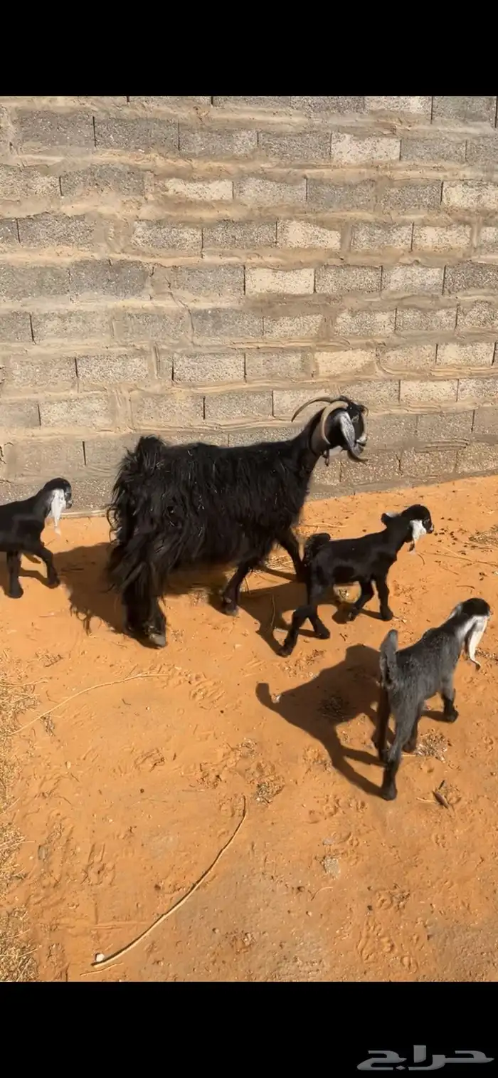 للبيع عنز سديس معاه تيس و جفره2 الديس شرط و الصحه شرط 1