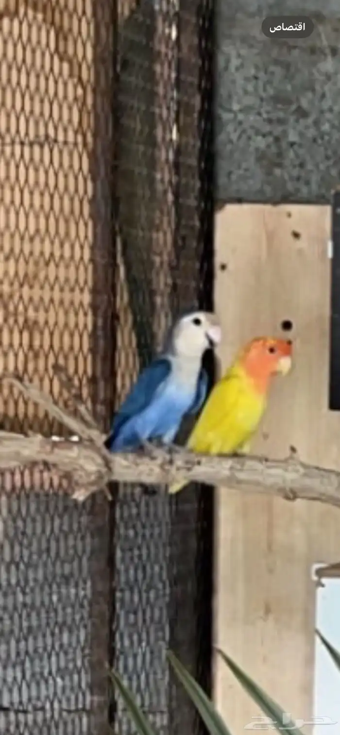 روز للبيع 0