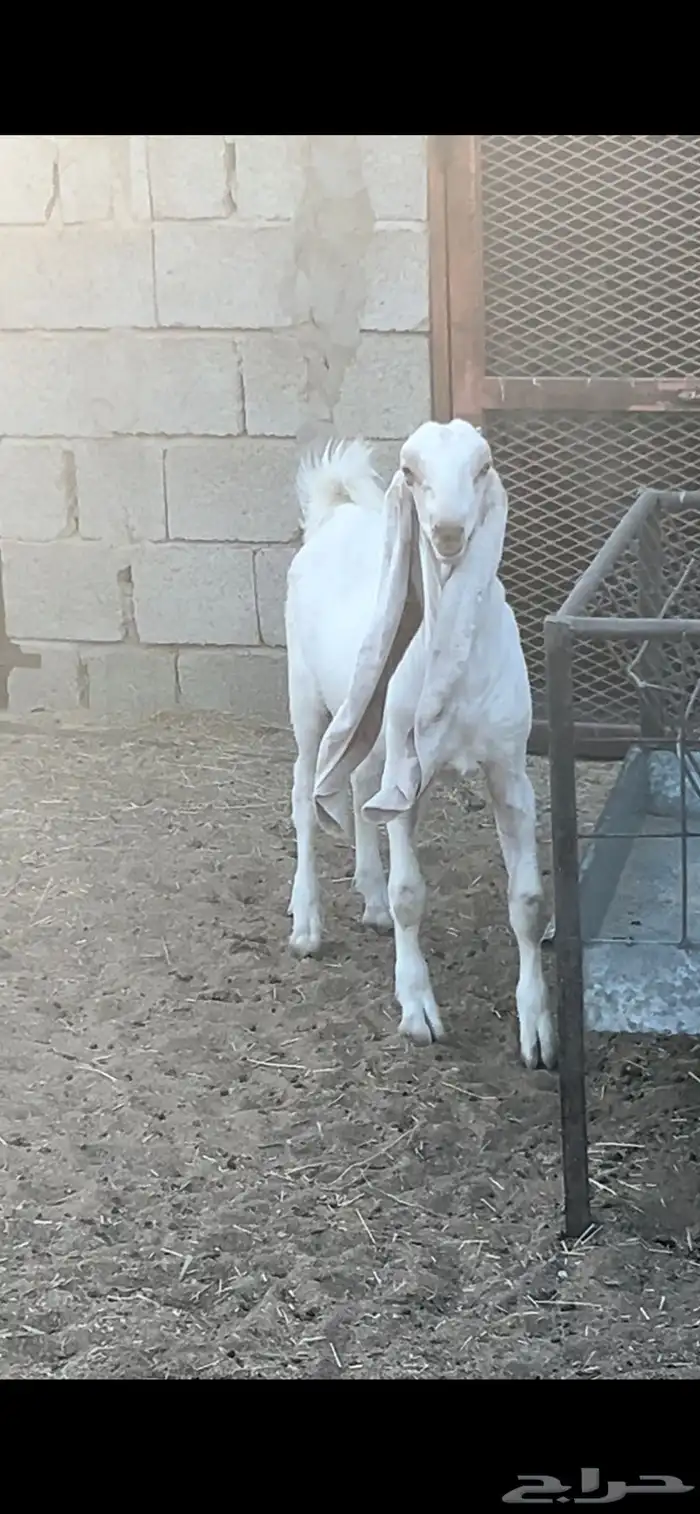 مشروع فحل طيب هولندي 0