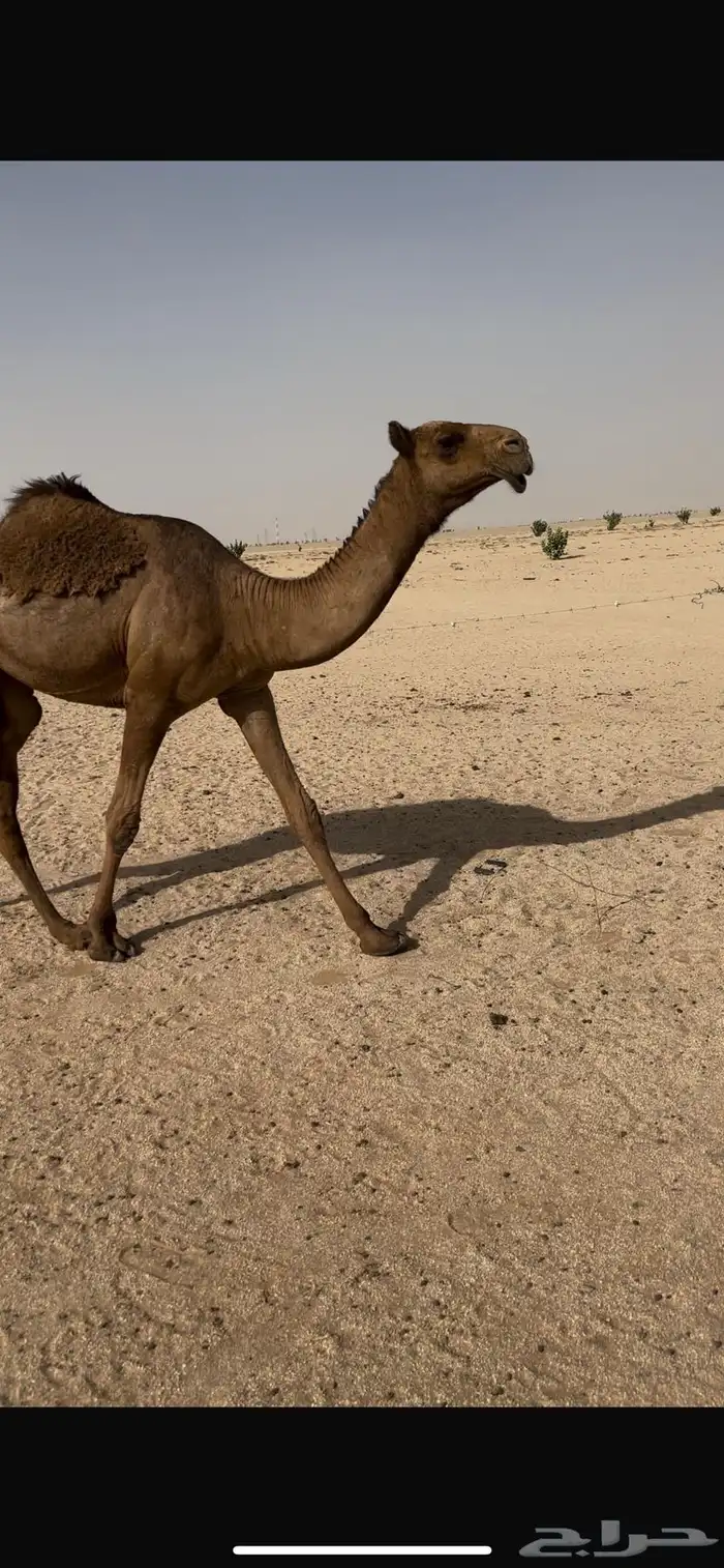 بكره صفرا طيبه 2