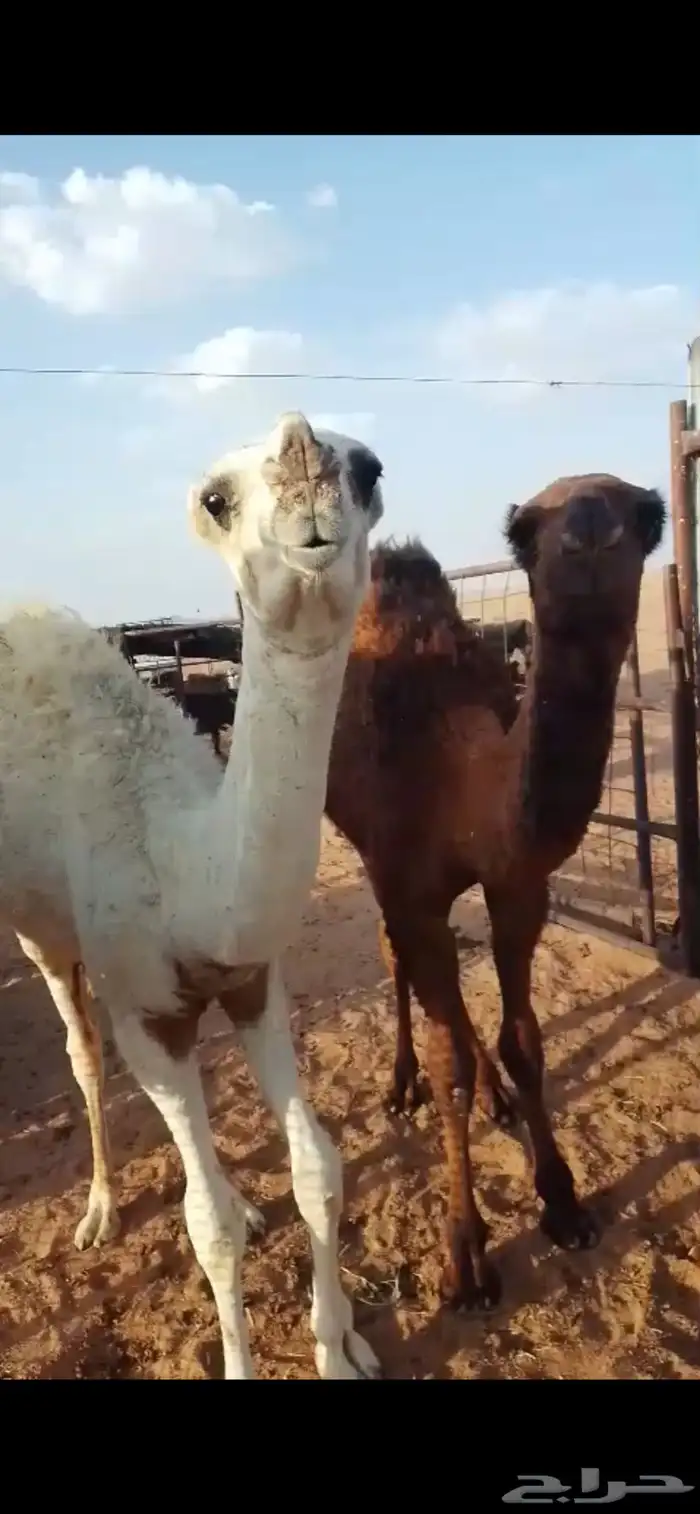 حشو طيبه 0