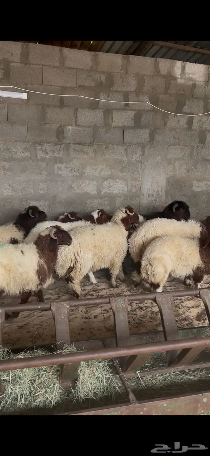 خرفان النعيم 0