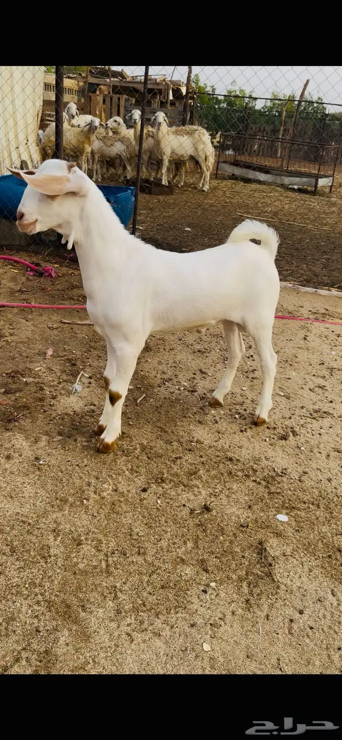 مشروع بيشي ابرص 0