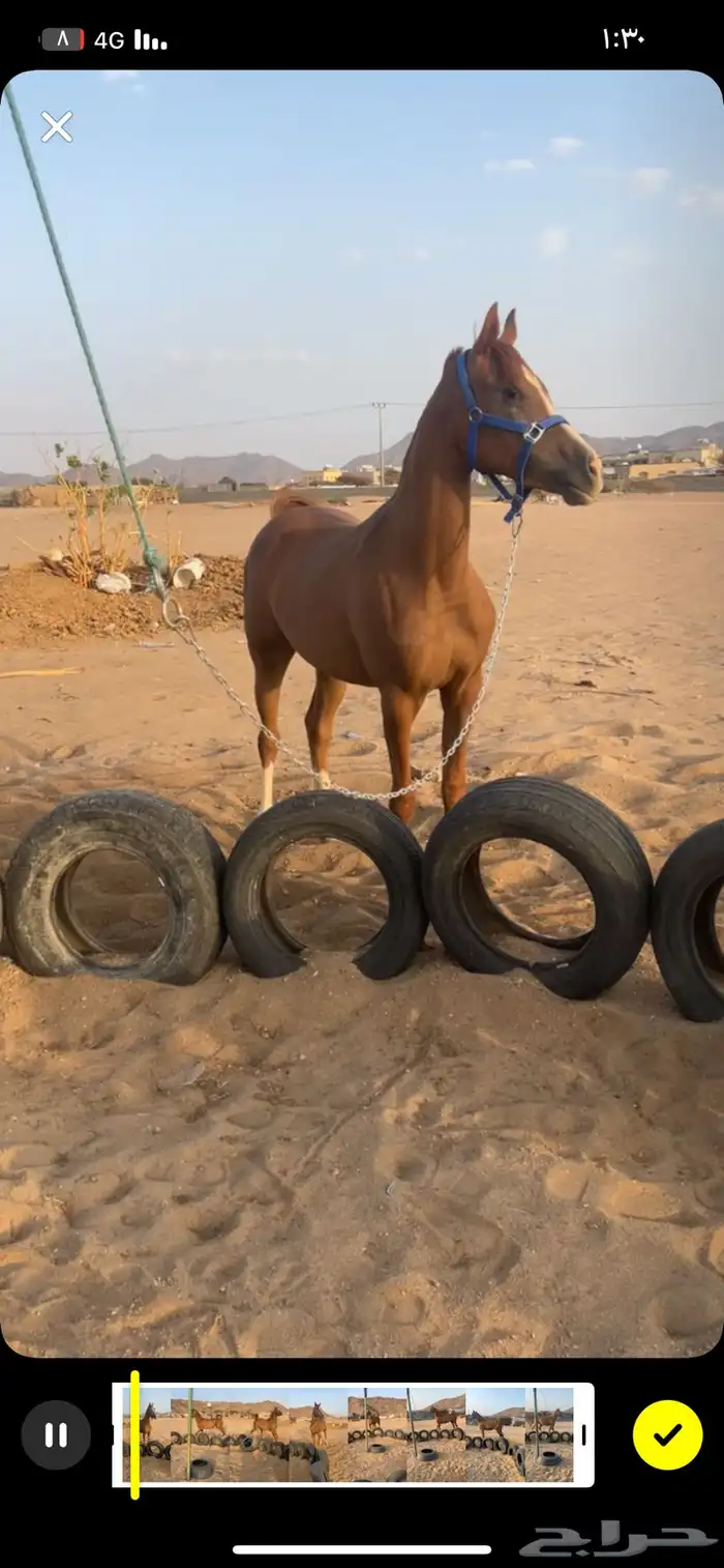 مهره شعبيه فاخره 1